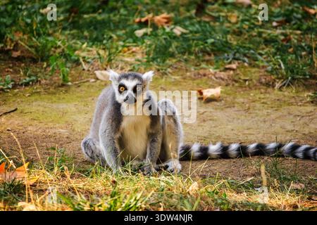 RingschwanzLemur sitzt auf dem Boden mit hellgelben Augen, die direkt auf die Kamera in einer natürlichen Umgebung starren Stockfoto