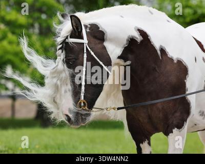 Langes Haar gemaltes Bastelpferd in grünem Naturhintergrund Stockfoto