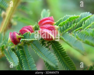 Nahaufnahme der roten Gallen an einer empfindlichen Pflanze Mimosa Pudica Stockfoto