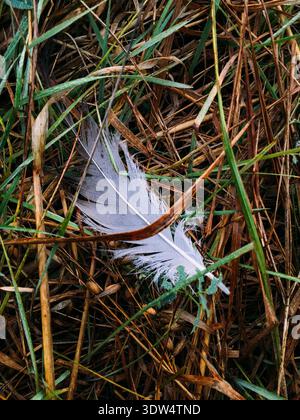 Graue Kranvogelfeder auf grünem Gras und trockenem Heu mit Morgentauropfen Stockfoto