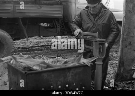 Das historische Schwarzweißbild aus den 1970er Jahren zeigt einen männlichen Vorarbeiter, der einen frischen Fang von Störfischen in einen perforierten Metallbehälter auf der Fischfarm „Donrybkombinat“ im Bezirk Slawjansk, Region Donezk, ukrainische SSR, UdSSR, wiegt. Er steht neben einem sowjetischen LKW auf matschigem Boden und zeichnet Daten in einem Notizbuch in der Nähe einer klassischen mechanischen Waage auf. Dieses authentische Archivfoto spiegelt den wissenschaftlichen Ansatz der Aquakultur, die industrielle Macht der Region und die ruhige Atmosphäre im friedlichen Donbass vor dem Krieg wider und hebt sowjetische Arbeit hervor. Stockfoto
