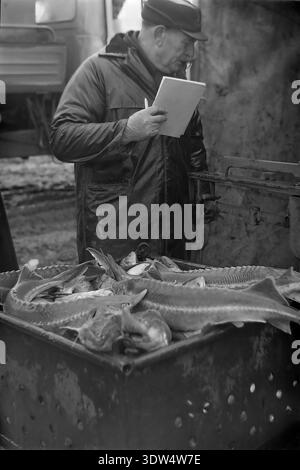 Das historische Schwarzweißbild aus den 1970er Jahren zeigt einen männlichen Vorarbeiter, der einen frischen Fang von Störfischen in einen perforierten Metallbehälter auf der Fischfarm „Donrybkombinat“ im Bezirk Slawjansk, Region Donezk, ukrainische SSR, UdSSR, wiegt. Er steht neben einem sowjetischen LKW auf matschigem Boden und zeichnet Daten in einem Notizbuch in der Nähe einer klassischen mechanischen Waage auf. Dieses authentische Archivfoto spiegelt den wissenschaftlichen Ansatz der Aquakultur, die industrielle Macht der Region und die ruhige Atmosphäre im friedlichen Donbass vor dem Krieg wider und hebt sowjetische Arbeit hervor. Stockfoto