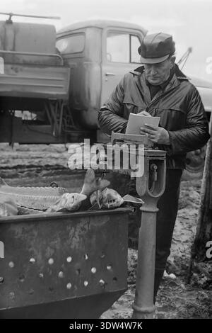 Das historische Schwarzweißbild aus den 1970er Jahren zeigt einen männlichen Vorarbeiter, der einen frischen Fang von Störfischen in einen perforierten Metallbehälter auf der Fischfarm „Donrybkombinat“ im Bezirk Slawjansk, Region Donezk, ukrainische SSR, UdSSR, wiegt. Er steht neben einem sowjetischen LKW auf matschigem Boden und zeichnet Daten in einem Notizbuch in der Nähe einer klassischen mechanischen Waage auf. Dieses authentische Archivfoto spiegelt den wissenschaftlichen Ansatz der Aquakultur, die industrielle Macht der Region und die ruhige Atmosphäre im friedlichen Donbass vor dem Krieg wider und hebt sowjetische Arbeit hervor. Stockfoto