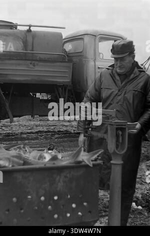 Das historische Schwarzweißbild aus den 1970er Jahren zeigt einen männlichen Vorarbeiter, der einen frischen Fang von Störfischen in einen perforierten Metallbehälter auf der Fischfarm „Donrybkombinat“ im Bezirk Slawjansk, Region Donezk, ukrainische SSR, UdSSR, wiegt. Er steht neben einem sowjetischen LKW auf matschigem Boden und zeichnet Daten in einem Notizbuch in der Nähe einer klassischen mechanischen Waage auf. Dieses authentische Archivfoto spiegelt den wissenschaftlichen Ansatz der Aquakultur, die industrielle Macht der Region und die ruhige Atmosphäre im friedlichen Donbass vor dem Krieg wider und hebt sowjetische Arbeit hervor. Stockfoto