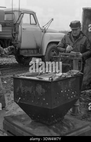 Das historische Schwarzweißbild aus den 1970er Jahren zeigt einen männlichen Vorarbeiter, der einen frischen Fang von Störfischen in einen perforierten Metallbehälter auf der Fischfarm „Donrybkombinat“ im Bezirk Slawjansk, Region Donezk, ukrainische SSR, UdSSR, wiegt. Er steht neben einem sowjetischen LKW auf matschigem Boden und zeichnet Daten in einem Notizbuch in der Nähe einer klassischen mechanischen Waage auf. Dieses authentische Archivfoto spiegelt den wissenschaftlichen Ansatz der Aquakultur, die industrielle Macht der Region und die ruhige Atmosphäre im friedlichen Donbass vor dem Krieg wider und hebt sowjetische Arbeit hervor. Stockfoto
