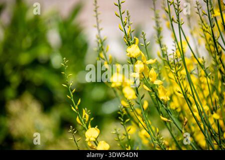 Nahaufnahme der Zweige des Spartium junceum mit seinen dichten gelben Blüten. Stockfoto