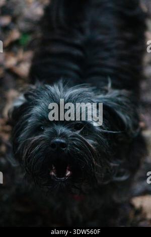 Kleiner schwarzer Mischhund, der auf einem Waldweg steht, der mit trockenen Blättern bedeckt ist, in Richtung Kamera blickt und bellt. Nahaufnahme Porträt. Stockfoto