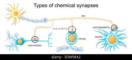 Arten chemischer Synapsen. Nahaufnahme von Zellkörper oder Soma, Axonen und Dendriten von Neuronen. Axo-axonische, Axo-somatische und Axo-dendritische Kommunikation. Ne Stock Vektor