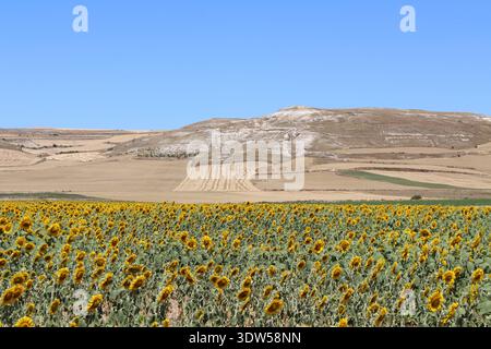 Sonnenblumen und Burgberg bei Castrojeriz im Juli 2024 ländliche Wallfahrtslandschaft Stockfoto
