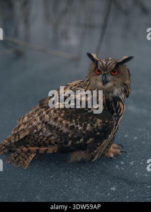 Wilde Uhu sitzt auf gefrorenem Boden im Winterwald. Große Eule mit orangefarbenen Augen und braunen Federn, die in die Kamera schauen. Majestätischer Greifvogel in na Stockfoto