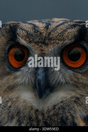 Extreme Nahaufnahme des Gesichts der Uhu, fokussiert auf intensiv orange Augen und gefiederte Gesichtsscheibe. Detaillierte Makroaufnahme von Raubvögeln. Te Stockfoto