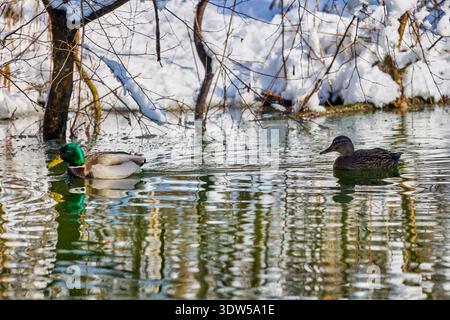 Entenpaar an einem Wintertag auf einem teilweise gefrorenen See Stockfoto