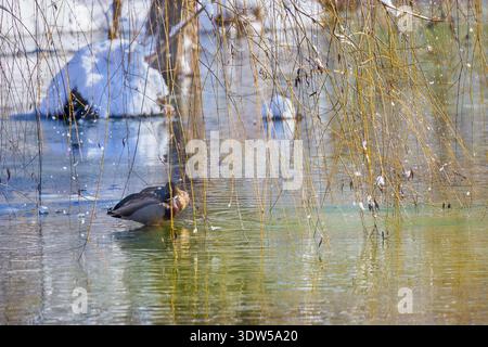 Entenpaar an einem Wintertag auf einem teilweise gefrorenen See Stockfoto