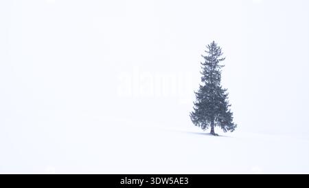 Einsamer Fichtenbaum auf einem schneebedeckten Feld an einem Wintertag, Bibaushi, Biei, Hokkaido, Japan. Stockfoto