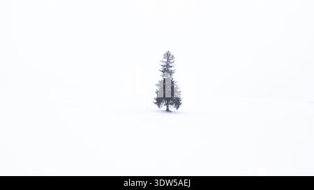 Einsamer Fichtenbaum in Bibaushi, Biei, Hokkaido, Japan Stockfoto