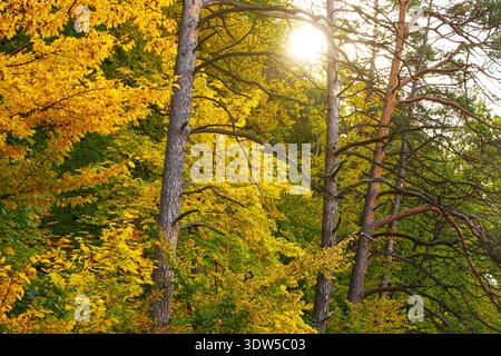 Warme Sonnenstrahlen beleuchten das leuchtend gelbe Laubwerk der Laubbäume im Kontrast zum Dunkelgrün der immergrünen Kiefern im Herbst Stockfoto