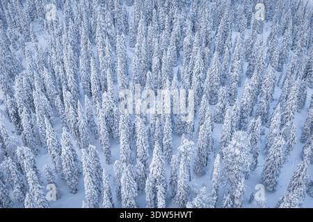Aus der Vogelperspektive auf einen dichten Wald mit unberührtem weißem Schnee, der ein ruhiges Winterwunderland schafft, Ruka, Pohjois-Pohjanmaa, Finnland. Stockfoto