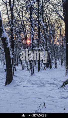 Eine wunderschöne Winterszene mit tiefweißem Schnee auf dem Boden, während die Sonne hinter dunklen Waldästen untergeht. Stockfoto