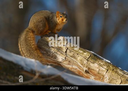Fuchshörnchen, die im Winter neben Schnee im Plymouth Township Park in Plymouth, Michigan, auf Baumstämmen sitzen Stockfoto