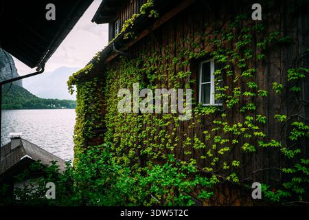 Charmantes Holzhaus mit üppigem grünem Efeu und einem ruhigen Blick auf den See Stockfoto