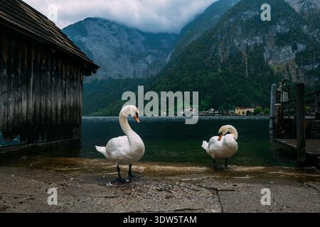 Zwei weiße Schwäne stehen am Ufer eines ruhigen Sees mit majestätischen Bergen im Hintergrund Stockfoto
