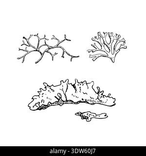 Schwarz-weiße Linienkunst von Taiga-Moosen und Flechtenformen. Handgezeichnete Tintendarstellung. Geeignet für botanische Drucke, Öko-Branding, Verpackungen Stock Vektor