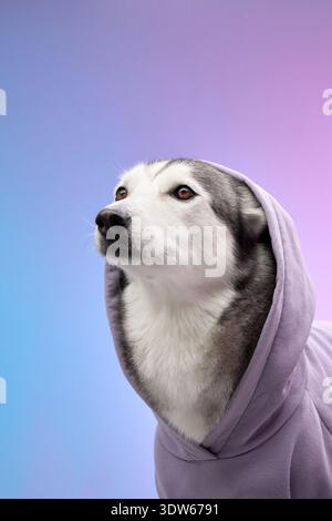 Ein sibirischer Husky in einem violetten Hoodie posiert vor einem leuchtend rosa und blauen Farbverlauf Hintergrund. Die Kombination aus Freizeitkleidung und Hundekleidung Stockfoto