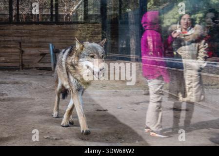 Mongolische Wolf in Beijing Zoo in Peking, China Stockfoto