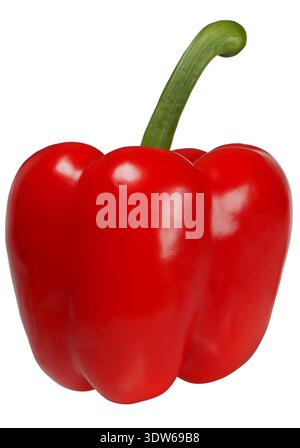 Red Pepper auf weißem Hintergrund Stockfoto