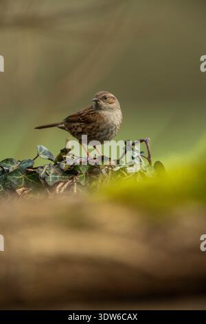 Heckenbraunelle Prunella Modularis, Stockfoto
