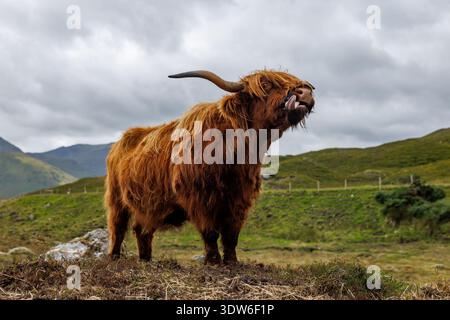 Eine braune Hochlandkuh mit langen Hörnern steht auf einem grasbewachsenen Hügel unter einem bewölkten Himmel in Schottland. Stockfoto