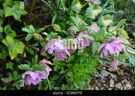 Doppelte Winterblumen von Helleborus x hybridus Party Kleid rosa UK Garten Februar Stockfoto