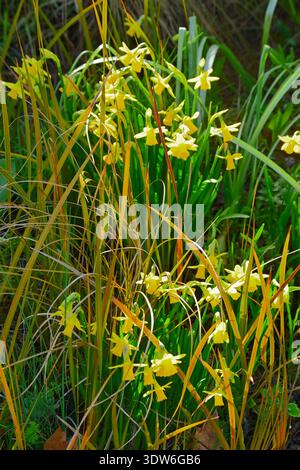 Wintergartenszene mit gelben Zwergnarzissen Narcissus 'Tête-à-tête- und Orangenblättern von Libertia peregrinans im britischen Garten Februar Stockfoto