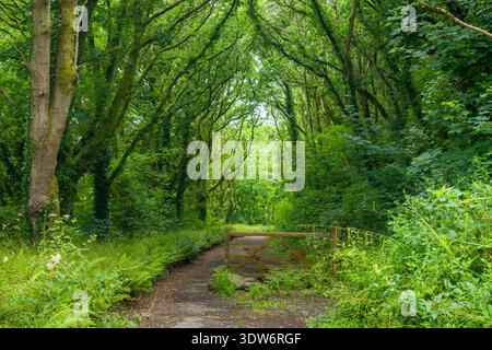 Rolle Road durch Waldgebiete, die Route des alten Rolle Canal im Torridge Valley bei Great Torrington, Devon, England. Stockfoto