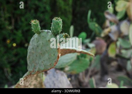 Nahaufnahme eines Kaktuskaktus mit kleinen grünen Knospen und Stacheln, der im Freien in einem botanischen Garten wächst. Stockfoto