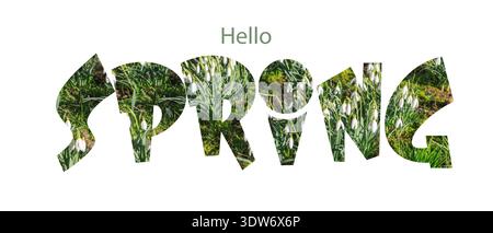 Hallo Frühlingshintergrund mit Text von Faust weißen Schneeglöckchen Blumen im Wald. Frühlingsbanner mit Kopierbereich. 3D-Abbildung Stockfoto