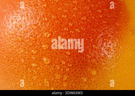 Die Oberfläche einer Grapefruit mit Wassertropfen als Hintergrund abziehen. Makrofoto von tropischen Früchten mit orangegelber Textur Stockfoto