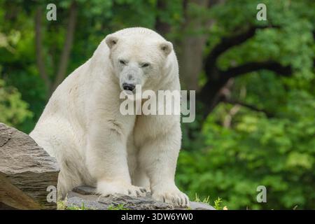 Der große weiße Eisbär ruht sich aus und sitzt auf Stein Stockfoto