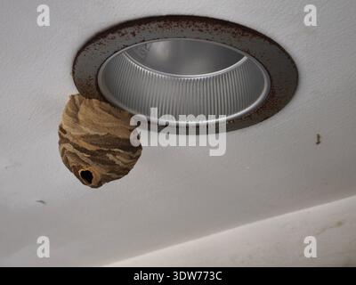 Ein kleines Wespennest ist neben einer Deckeneinbauleuchte angebracht. Stockfoto