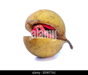 Ganze Muskatnussfrucht (Myristica-Parfums) mit roter Muskatblüte isoliert auf weiß. Hochwertiges Asset für Gewürzhandel, botanische Bücher oder kulinarische Bildung. Stockfoto