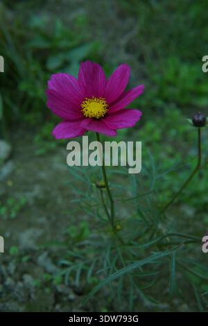 Ein sanftes Bild mit leuchtenden violetten Kosmos-Blüten in mystischer Gartenumgebung, getaucht in ein sanftes, ätherisches Licht. Stockfoto
