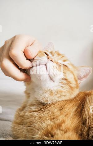 Die männliche Hand kratzt sich am Kinn einer orangen Tabby-Katze, bringt Freude und Komfort Stockfoto
