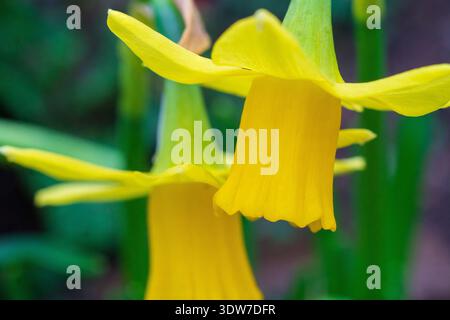 Makronaht des gelben Narzissen-Blumenkopfes Stockfoto