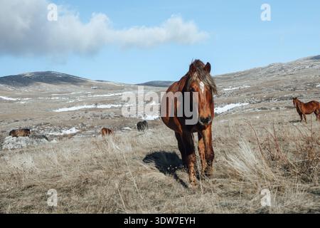 Wilde Pferde, die auf einem Bergrasen mit verschneiten Hügeln im Hintergrund grasen. Stockfoto