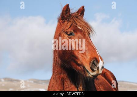 Nahaufnahme eines schönen braunen Pferdes Stockfoto
