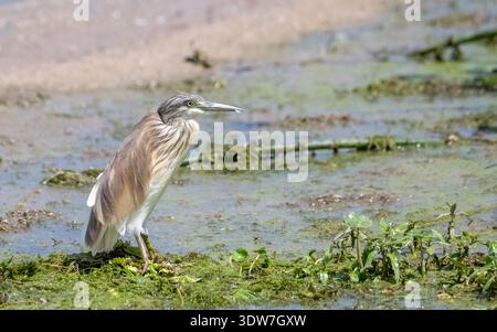 Rallenreiher (Ardeola Ralloides) Stockfoto