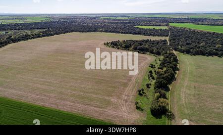 Patchworkfelder und Steineichenhaine in Monte de los Alcores, Palencia Stockfoto