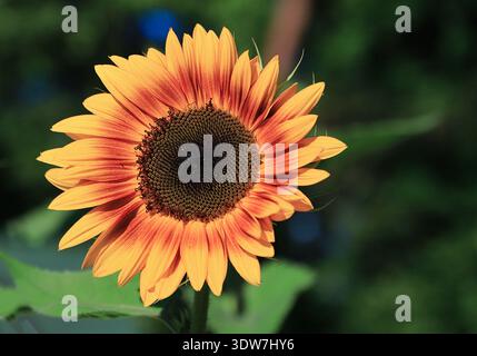 Nahaufnahme einer lebendigen Sonnenblume „Herbstschönheit“ (Helianthus annuus) mit goldgelben Blütenblättern mit einem tiefen, gebrannten Orange- und Mahagoni-Zentrum. Stockfoto