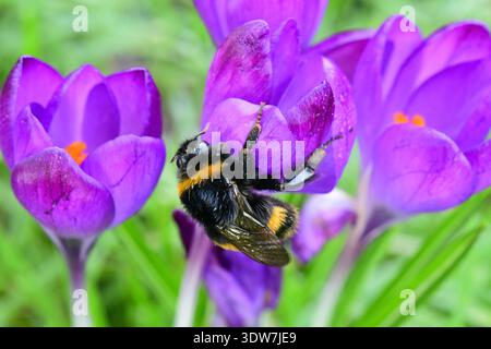 Hummel bekommt im Frühfrühling Pollen aus Krokus Stockfoto