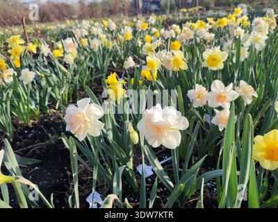 Blühende Narzissen-Blüten mit gelben, rosa, weißen Blüten auf grünem Stiel, die am sonnigen Frühlingstag im Garten blühen und wachsen. Selektionszucht von Blumen. Landwirtschaft und Gartenbau Stockfoto